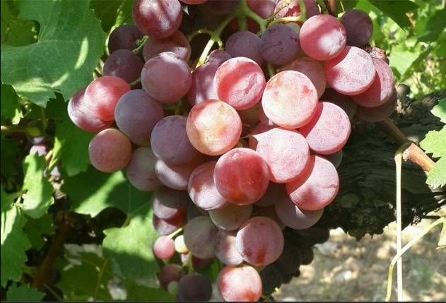 Mor Üzümün Antalya’daki Hikayesi Hangi İlçelerde Yetişir, Ne Zaman Yenir 3